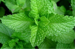 Magnesio para músculos y sistema nervioso