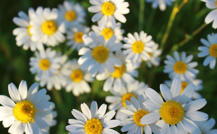 Vitaminas esenciales para el bienestar diario